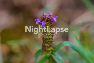 Burgundy, purple and green flower