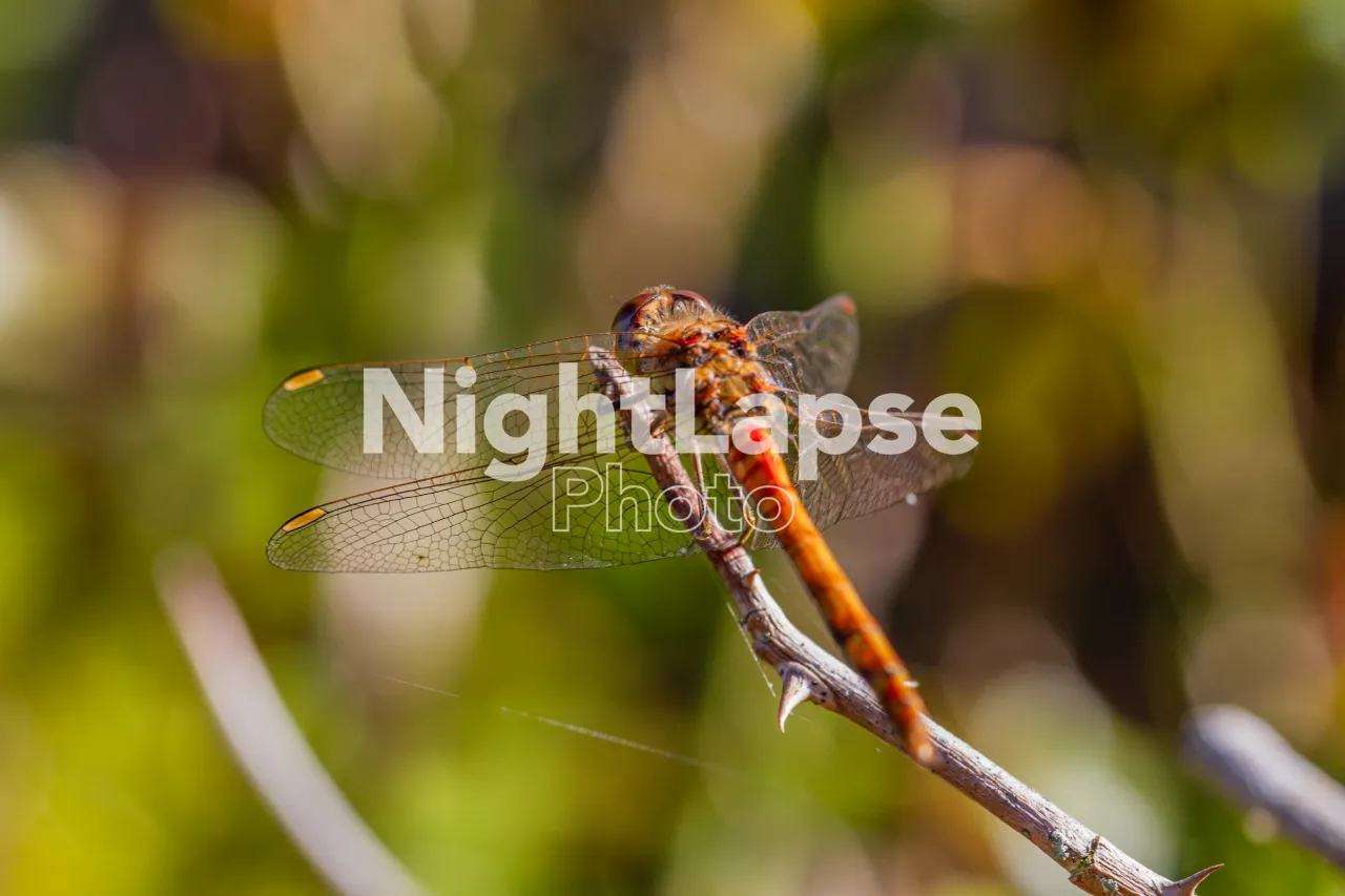 Dragonfly on a branch