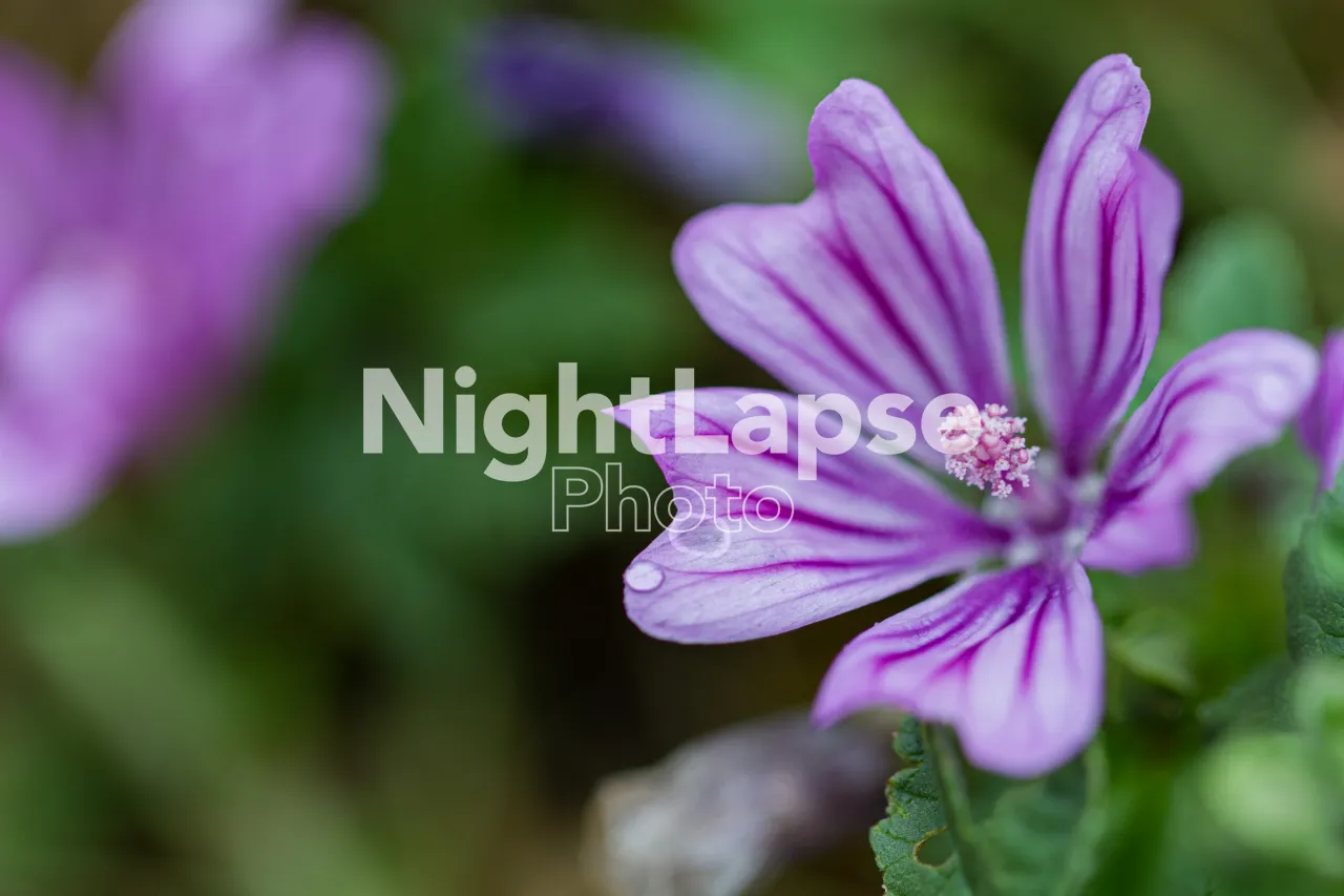 Purple flower with big petals