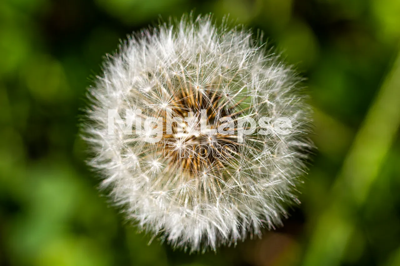 Dandelion plant