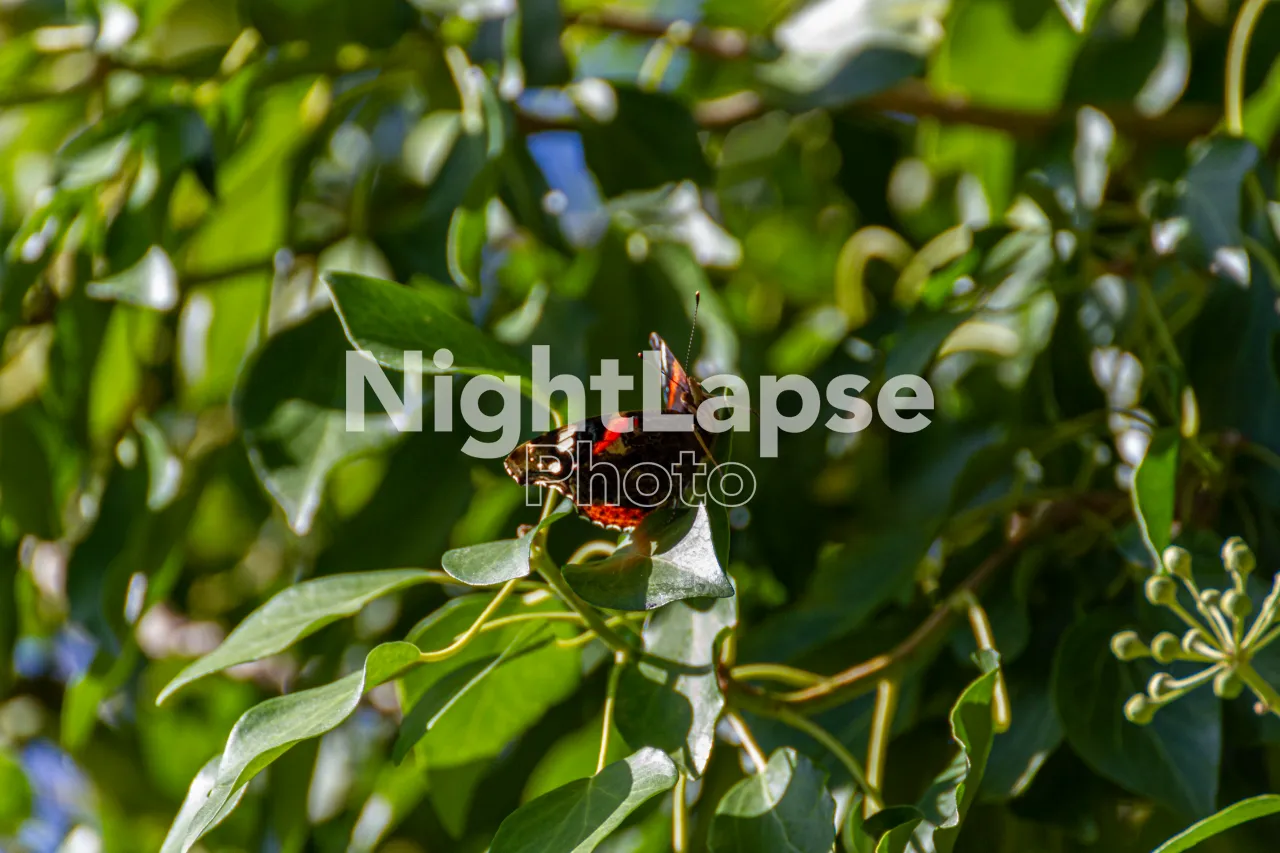 Red and black butterfly